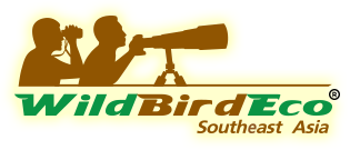 Wild Bird Eco Tour  - We are expert birding & bird photography in South East Asia