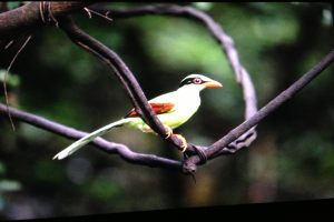 Common_Green_Magpie