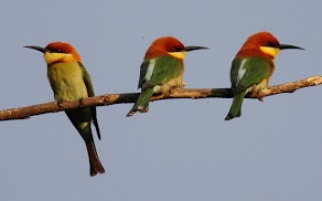 ChestnutHeadedBeeEaters4_1920