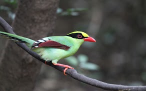 CommonGreenMagpie2a_1920