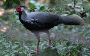 KalijSilverPheasant1_1920