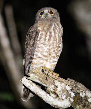NorthernBoobookBrownHawkOwl1_2000