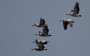 SpotBilledPelicans2