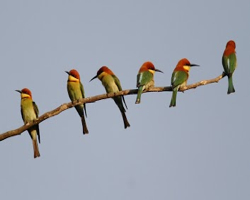 ChestnutHeadedBeeEaters3_1920