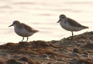 121228spoonbill_