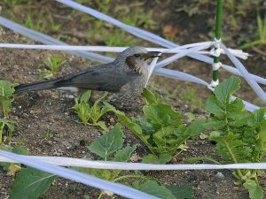 Brown-eared-Bulbul_130111kanagawa
