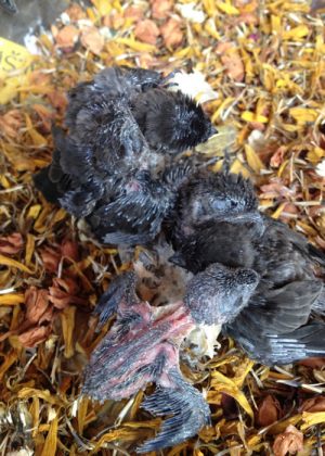 Edible-nest_Swiftlet