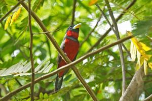 1Black-and-RedXBroadbill-DSC05224