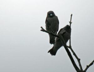 AshyXWood-swallow-DSCN3710