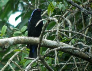 AsianXFairy-bluebird-DSCN3655