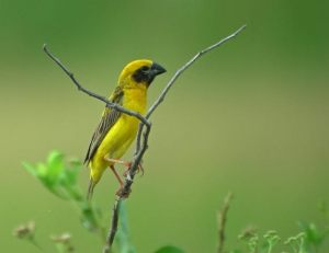 AsianXGoldenXWeaver-DSCN3216