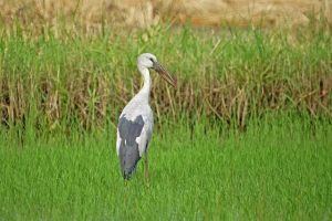 AsianXOpenbill-DSC07181