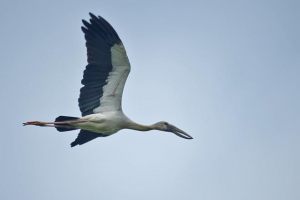 AsianXOpenbill-DSC09174
