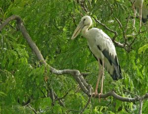 AsianXOpenbill-DSCN4338