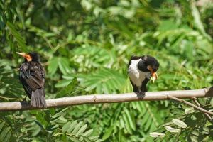 AsianXPiedXStarling-DSC06041