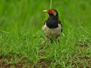 AsianXPiedXStarling-DSCN2589