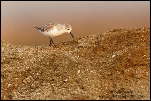 spoonbill_sandpiper_M4_30790_1