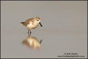 spoonbill_sandpiper_M4_30822_1