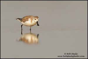 spoonbill_sandpiper_M4_30829_1