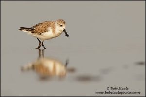 spoonbill_sandpiper_M4_30862_1