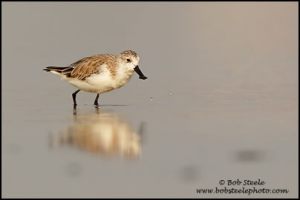 spoonbill_sandpiper_M4_30868_1