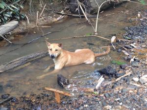 Dog also can not tolerate heat