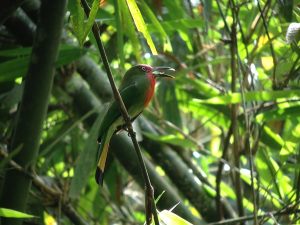 Red-bearded Bee-eater