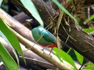 Hooded Pitta 