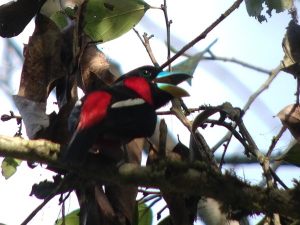 Black-and-Red Broadbill 