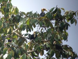 Plain-Pouched Hornbill