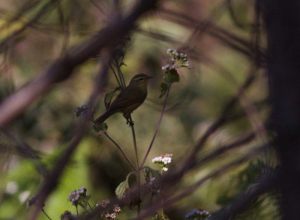 Buff-throatedXWarblerXXDoiXAngXKhangXX24.12.XChrisXVenetz