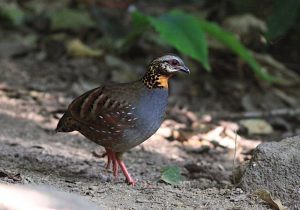 Rufous-throatedXPartridgeXXMaeXWongXX30.12.XChrisXVenetz