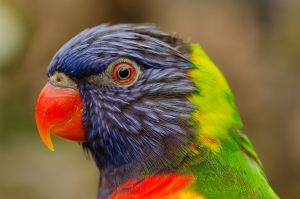 nature-bird-flying-red