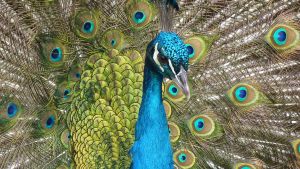 peacock-bird-feather-close-71131