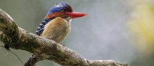 BandedXKingfisher