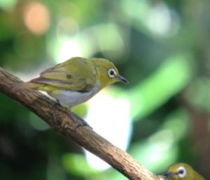 Oriental_White-eye