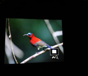 Crimson_Sunbird