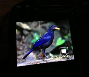 IMG_6534