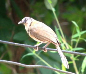 Lesses-necked_Laughingthrush