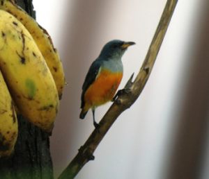 Orange-bellied_Flowerpecker