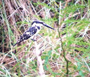 Pied_Kingfisher