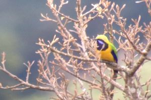 Blue-winded_Leafbird