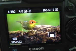 Chestnut-headed_Tesia