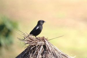 Day_1_Bird