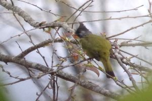 Day_3_Bird_in_North