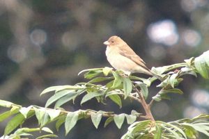 Day_4_Bird_DL