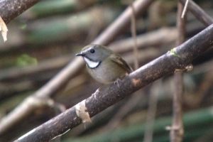 Day_4_Bird_at_Doi_Lang