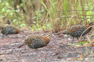 Day_6_Moutain_Bamboo-Partridge