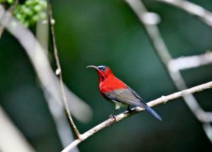 Crimson_Sunbird