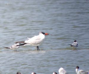 Pallass_Gull